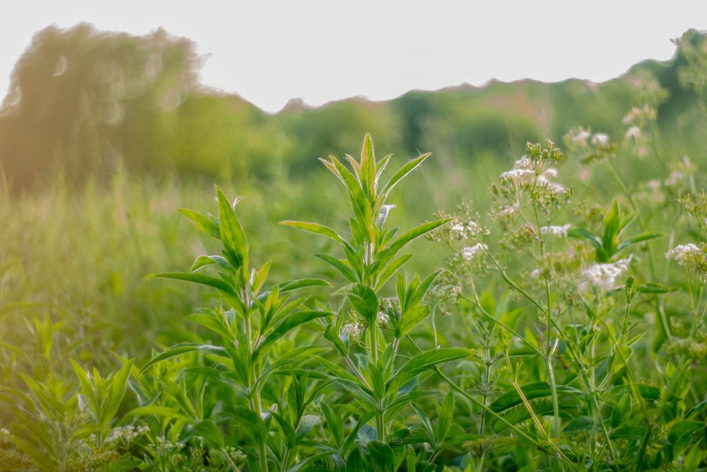 Des plantes dans un champ